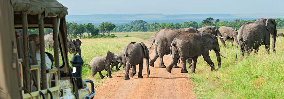 Elephants crossing the road on a Safari