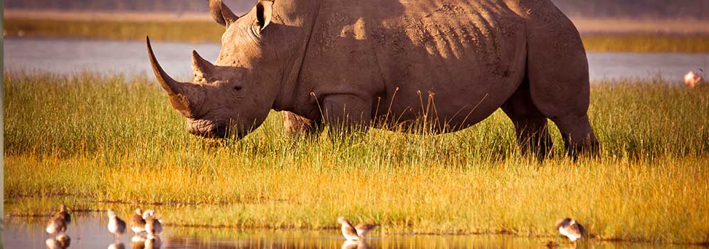 Wild Rhino spotted on an African Safari