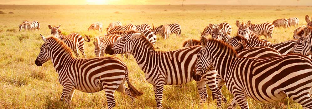 Wild Zebras spotted on an African Safari