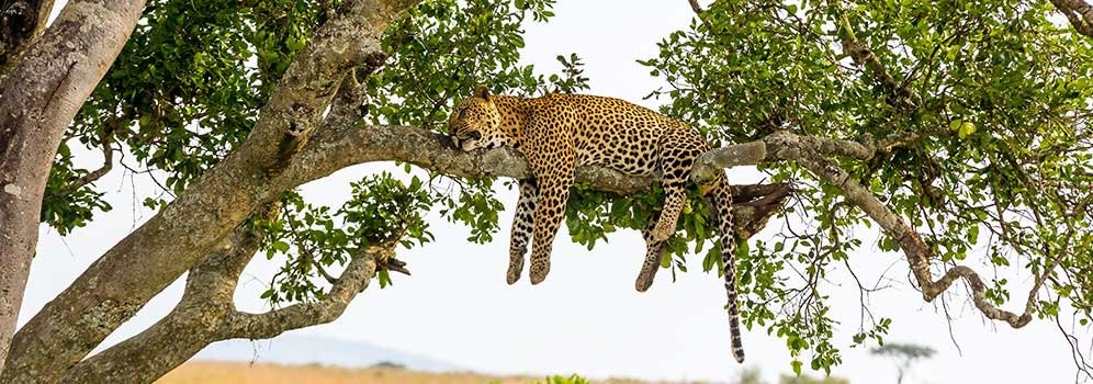 A leopard resting in a tree