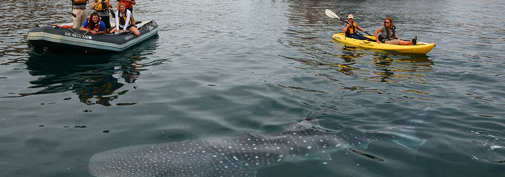 Kayak and Skiff watching a whaleshark in Alaska