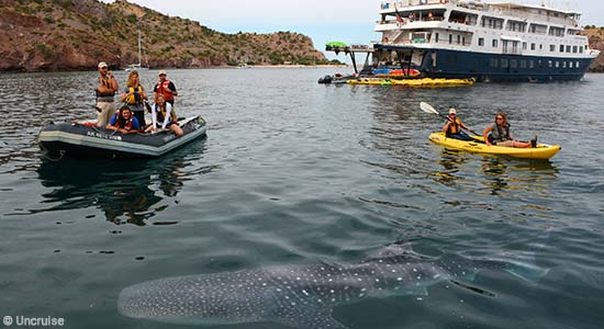 Watching wildlife from tent