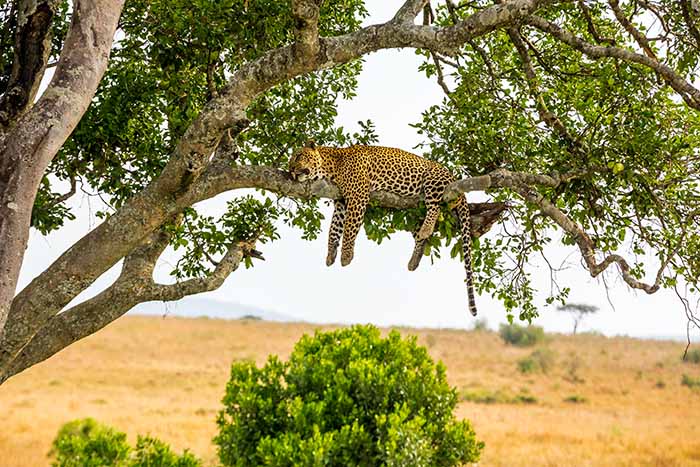 Leopard lounging in a tree in Africa