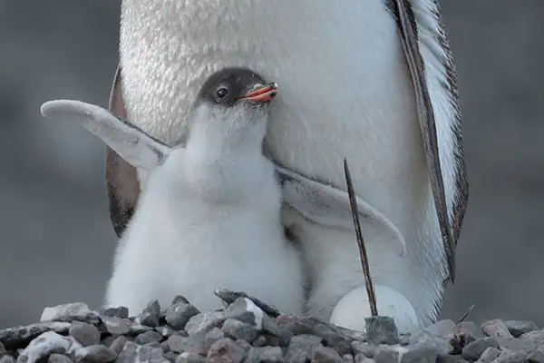 Penguins on Danco Island in Antartica (c)Hurtigruten