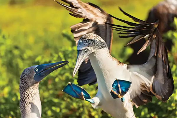 Blue-footed Booby lands on North Seymour Island, Galapagos Islands, Ecuador (c) Lindblad Expeditions