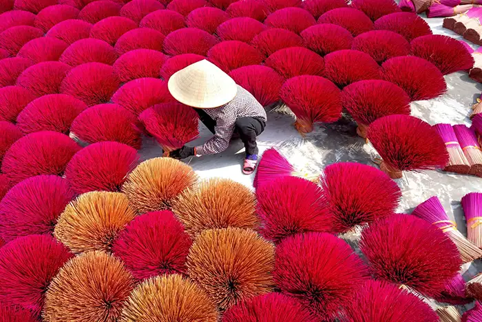 Vietnamese farmer gathering crops