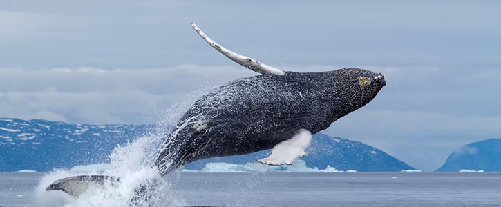 Whales in Greenland