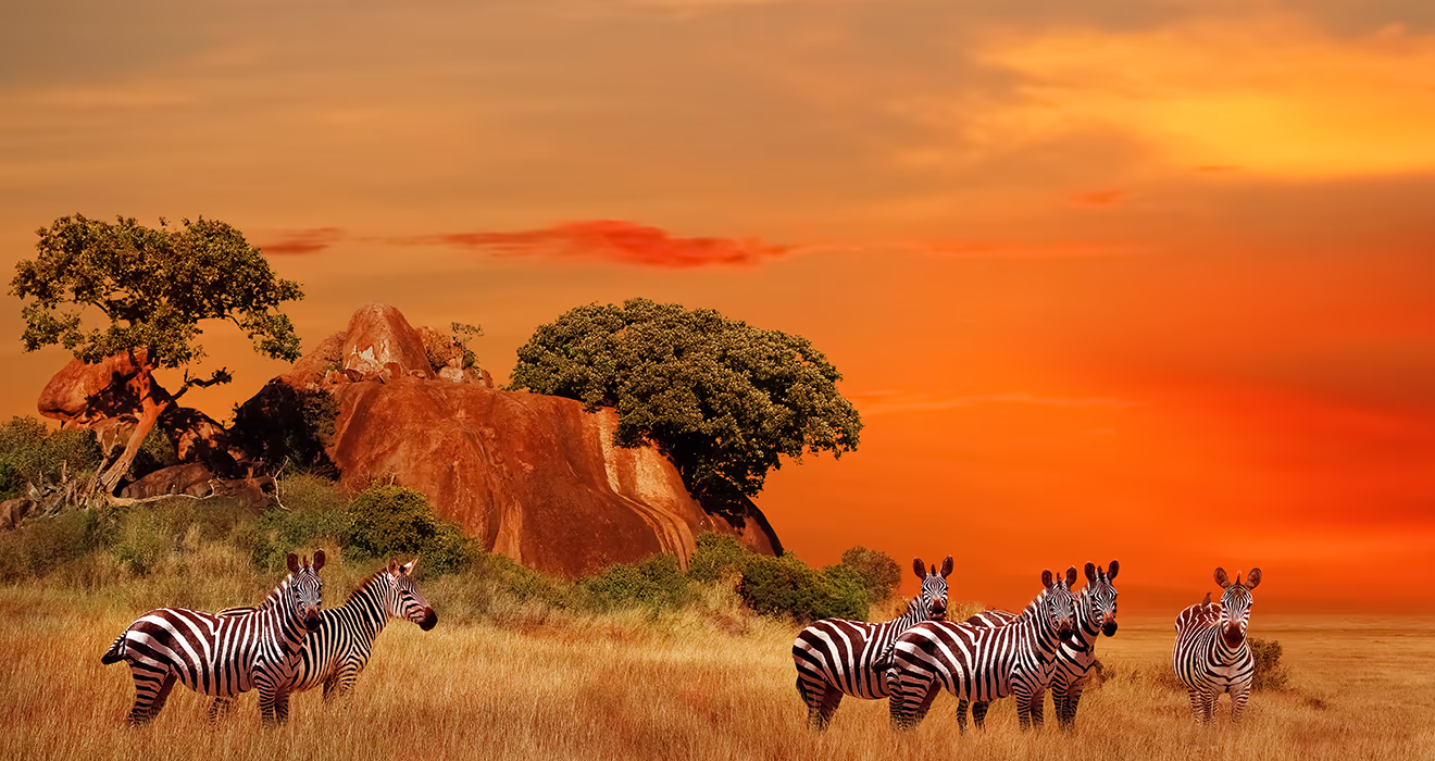 Zebra in Africa